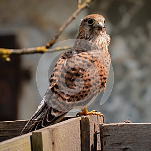 Common kestrelFalco tinnunculussitting on a wooden railing in summer