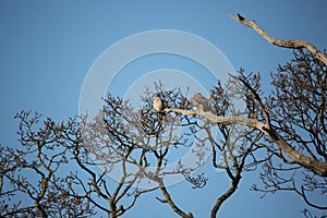 Common kestrels perched in a tree
