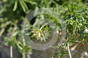 Common kidney vetch