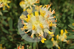 `Common Kidney Vetch` flower - Anthyllis Vulneraria photo