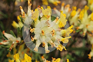 `Common Kidney Vetch` flower - Anthyllis Vulneraria photo