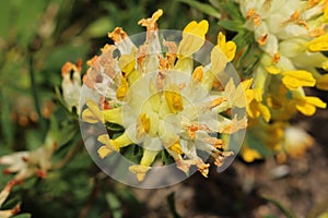 `Common Kidney Vetch` flower - Anthyllis Vulneraria photo