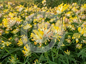 The common kidneyvetch or woundwort (Anthyllis vulneraria) blooming with spherical flower