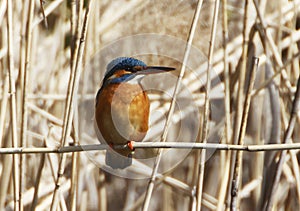 A Common Kingfischer alcedo atthis in the Reed, Heilbronn, Germany
