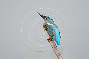 Common Kingfisher