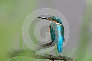 Common Kingfisher