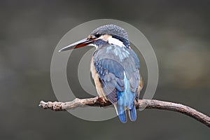 Common Kingfisher