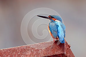 Common Kingfisher