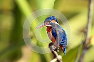 Common Kingfisher