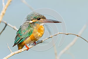 Common Kingfisher