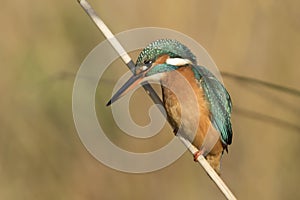 Common Kingfisher