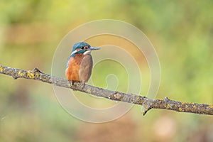 Common Kingfisher alcedo athis on branch ready to dive on prey