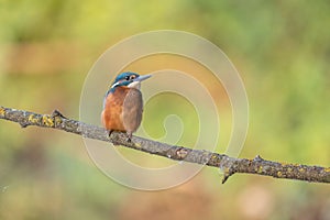 Common Kingfisher alcedo athis on branch ready to dive on prey