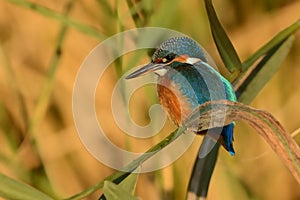 Common Kingfisher - Alcedo atthis