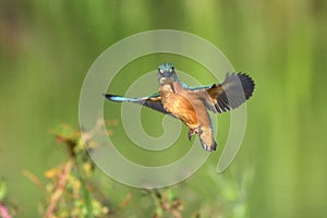 Common Kingfisher Alcedo atthis