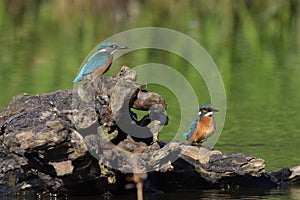 Common Kingfisher Alcedo atthis