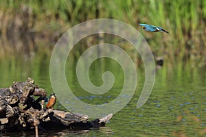 Common Kingfisher Alcedo atthis