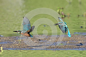 Common Kingfisher Alcedo atthis