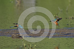 Common Kingfisher Alcedo atthis