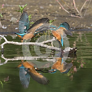 Common Kingfisher Alcedo atthis