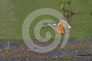 Common Kingfisher Alcedo atthis