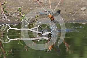 Common Kingfisher Alcedo atthis