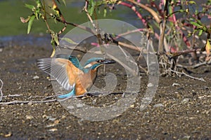 Common Kingfisher Alcedo atthis