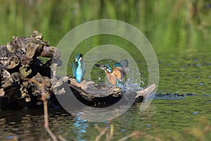 Common Kingfisher Alcedo atthis