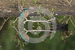 Common Kingfisher Alcedo atthis