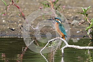 Common Kingfisher Alcedo atthis