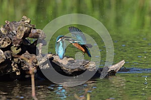 Common Kingfisher Alcedo atthis