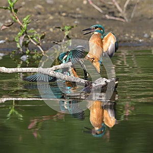 Common Kingfisher Alcedo atthis