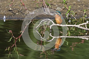 Common Kingfisher Alcedo atthis