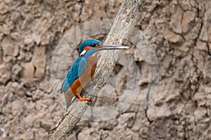 Common Kingfisher Alcedo atthis