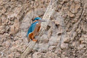 Common Kingfisher Alcedo atthis