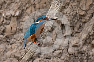 Common Kingfisher Alcedo atthis