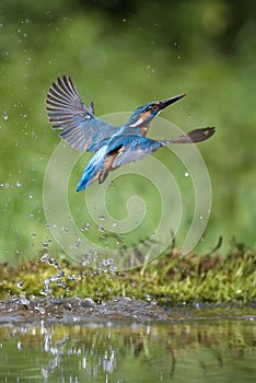 Common Kingfisher, alcedo atthis