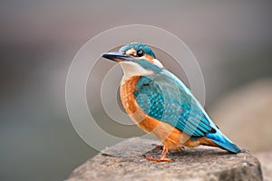 Common Kingfisher - Alcedo atthis