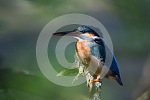 The common kingfisher Alcedo atthis