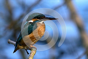 The common kingfisher Alcedo atthis