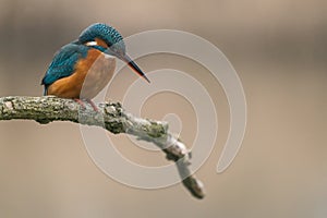 Common Kingfisher Alcedo atthis