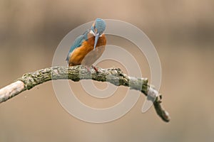 Common Kingfisher Alcedo atthis