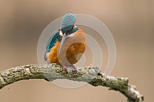 Common Kingfisher Alcedo atthis