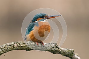 Common Kingfisher Alcedo atthis