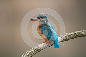 Common Kingfisher Alcedo atthis