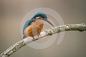 Common Kingfisher Alcedo atthis