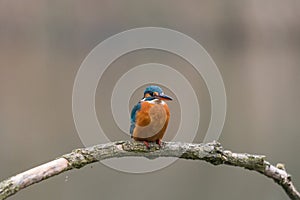 Common Kingfisher Alcedo atthis