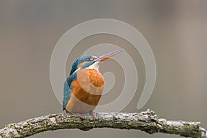 Common Kingfisher Alcedo atthis