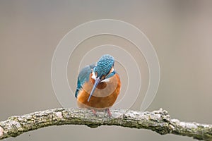 Common Kingfisher Alcedo atthis