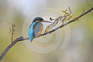 Common kingfisher ( alcedo atthis)